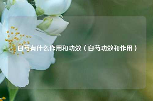 白芍有什么作用和功效（白芍功效和作用）