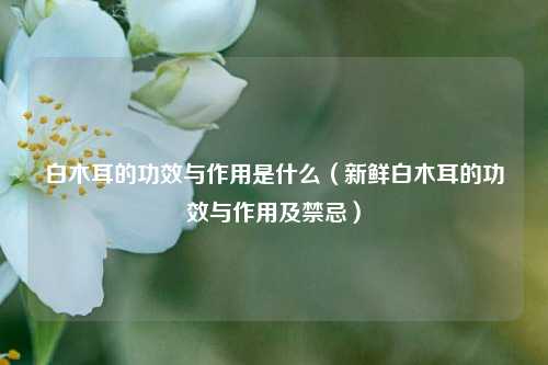 白木耳的功效与作用是什么（新鲜白木耳的功效与作用及禁忌）