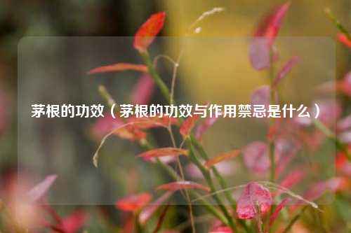 茅根的功效（茅根的功效与作用禁忌是什么）