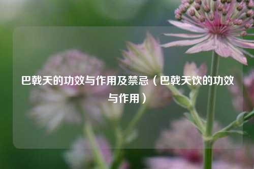 巴戟天的功效与作用及禁忌（巴戟天饮的功效与作用）