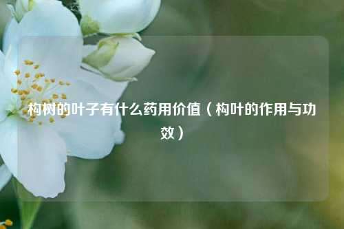 构树的叶子有什么药用价值（构叶的作用与功效）